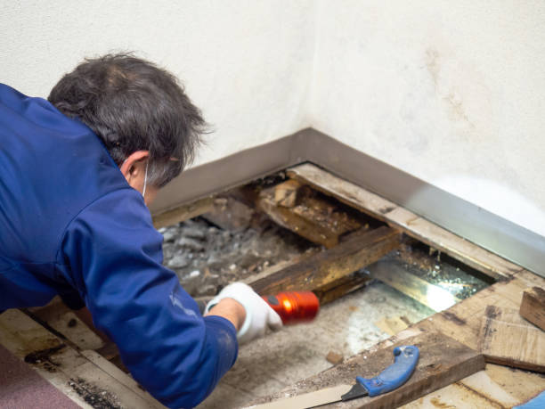 Mold Removal and Inspection in Fond Du Lac, WI