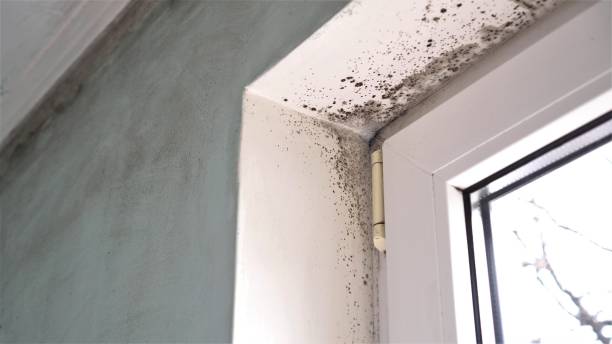 Best Certified Mold Removal  in Fond Du Lac, WI