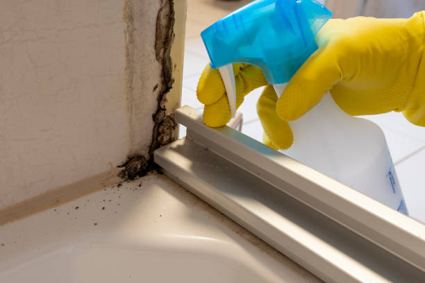 Best Black Mold Removal  in Fond Du Lac, WI